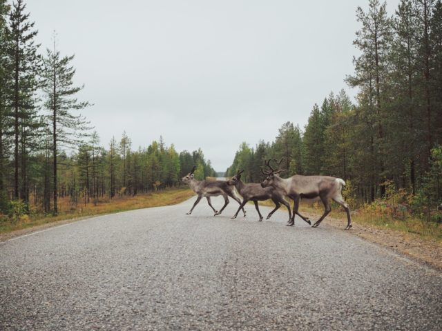 zoya-loonohod-HuXBhUEgZV8-unsplash