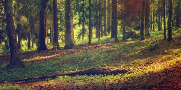 depositphotos_96333608-stock-photo-north-scandinavian-forest