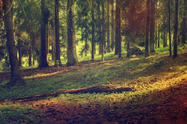 depositphotos_96333608-stock-photo-north-scandinavian-forest